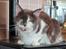 Maine Coon Blackangel's Guldkaramel D. 24.03.2025