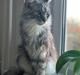 Maine Coon Jackie