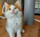 Kurilean Bobtail KorZhik's Klinger