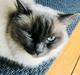 Ragdoll Cassandra