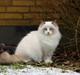 Ragdoll DK Maine Malawi Hidden Realm (Felix)