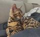 Bengal Nelly