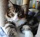 Maine Coon Dk Na'zyia's Zabaione