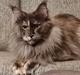 Maine Coon Cybercats Renata