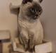 British Shorthair Empires Maggeduddi (Duddi)