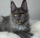 Maine Coon Perfect Giant's Blue Knight 