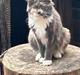 Maine Coon Darkside Devil's Nayla