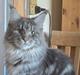 Maine Coon Blackangel's Brianna 