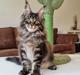 Maine Coon Mars Obsidian Art