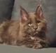 Maine Coon Blackangel's Glitter