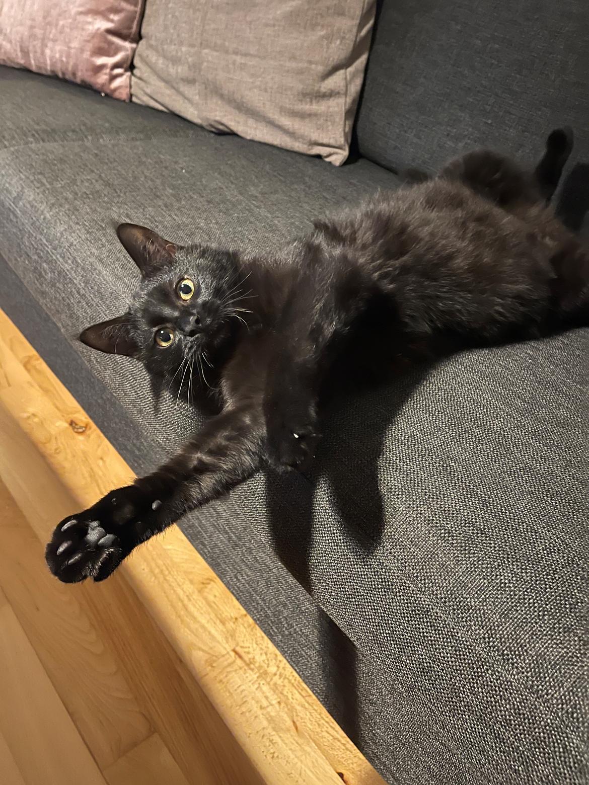 Huskat Ellie billede 19