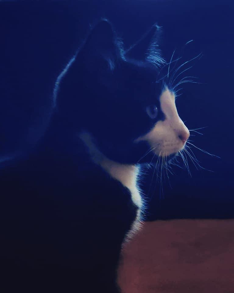 Huskat Luie billede 4