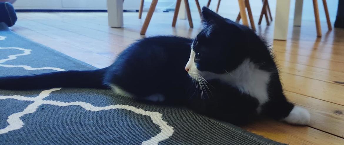 Huskat Luie billede 8