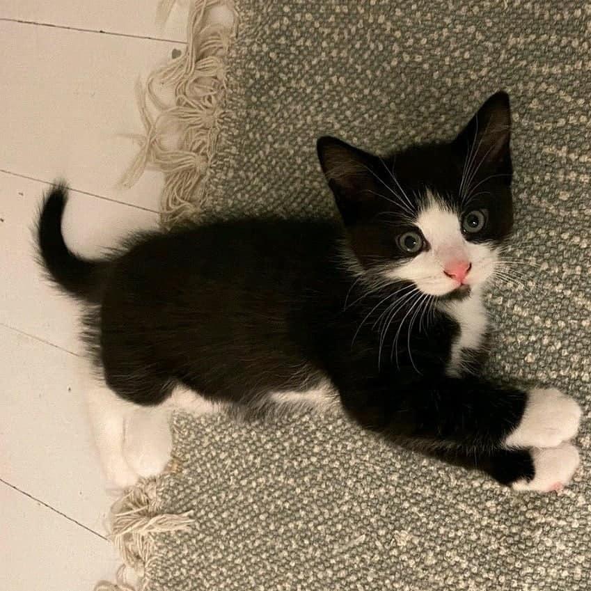 Huskat Luie billede 3