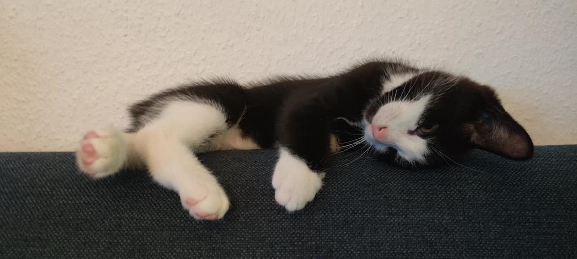 Huskat Luie billede 7