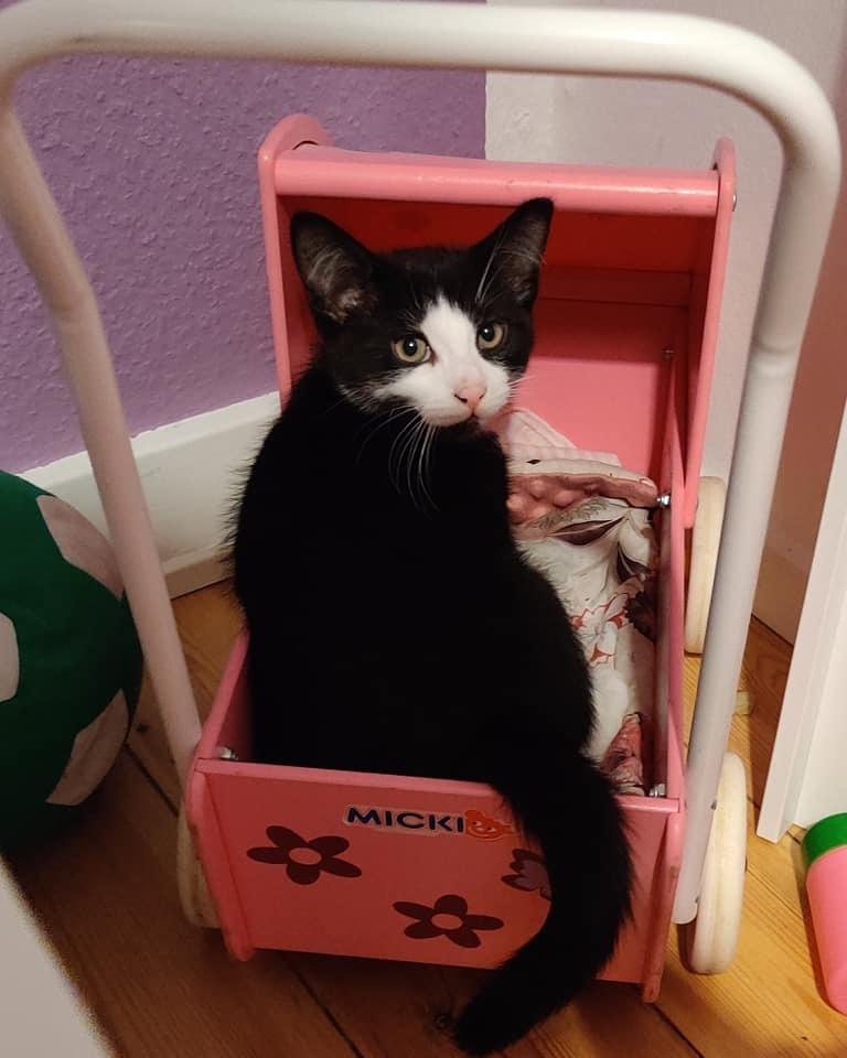 Huskat Luie billede 10