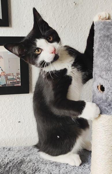 Huskat Luie billede 6