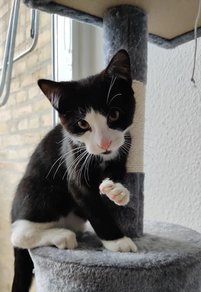 Huskat Luie billede 11