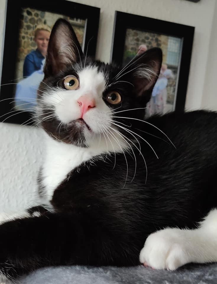 Huskat Luie billede 2