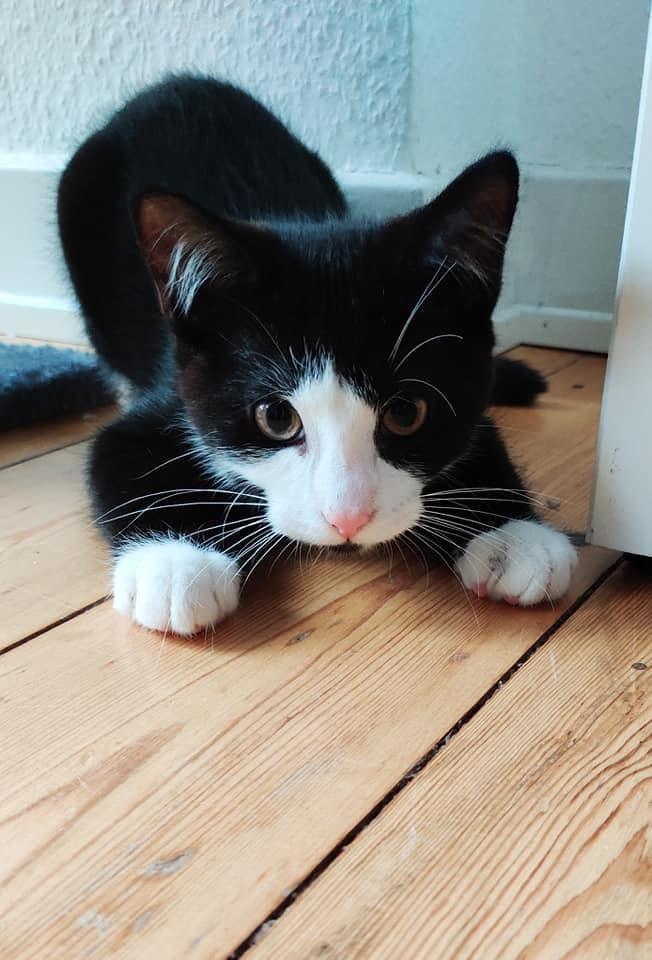 Huskat Luie billede 9