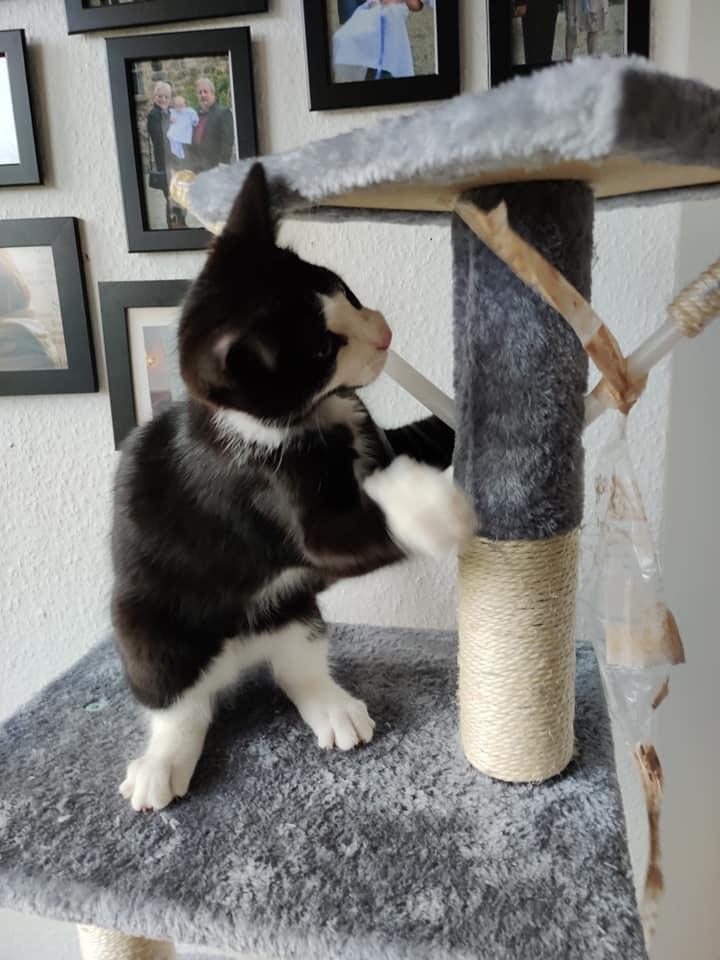 Huskat Luie billede 12