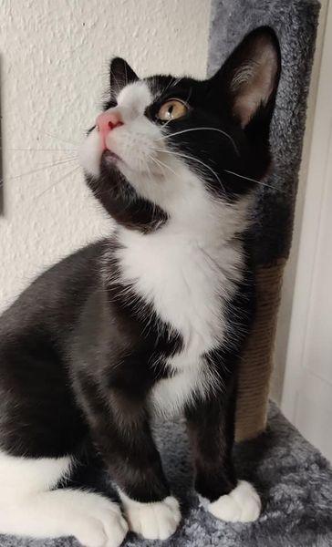 Huskat Luie billede 5