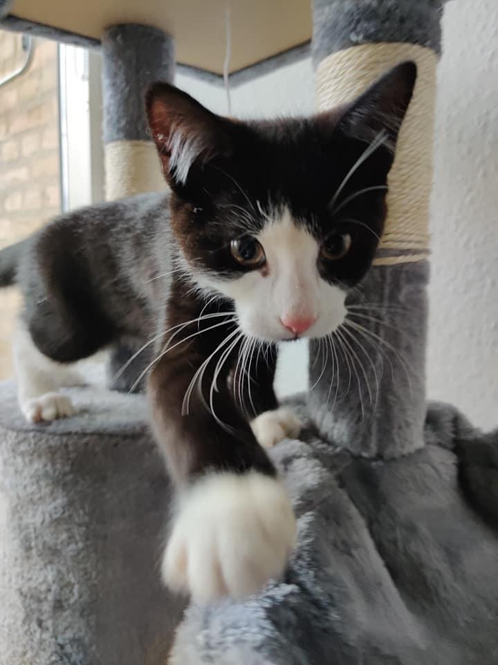 Huskat Luie billede 13