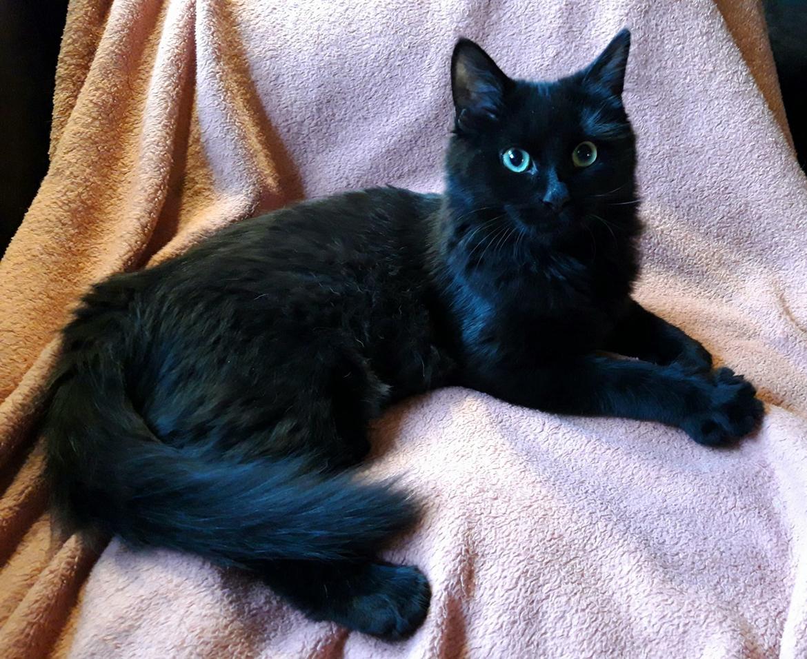 Tyrkisk Angora Ihsan von Kedi Arkadas billede 9