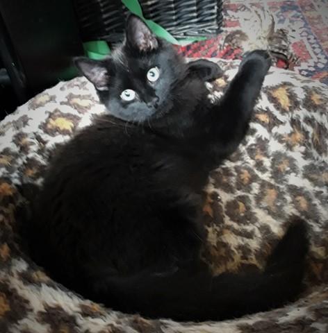 Tyrkisk Angora Ihsan von Kedi Arkadas billede 8