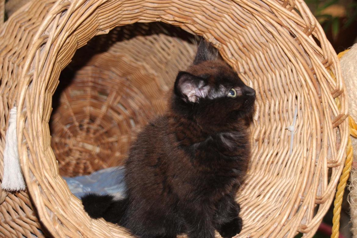 Tyrkisk Angora Ihsan von Kedi Arkadas billede 10