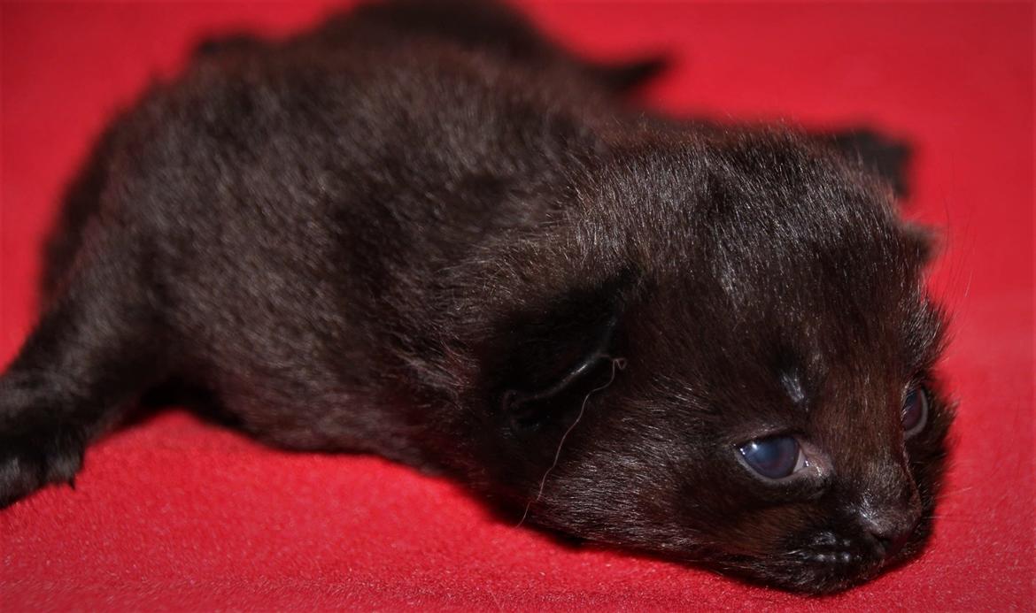 Tyrkisk Angora Ihsan von Kedi Arkadas billede 11