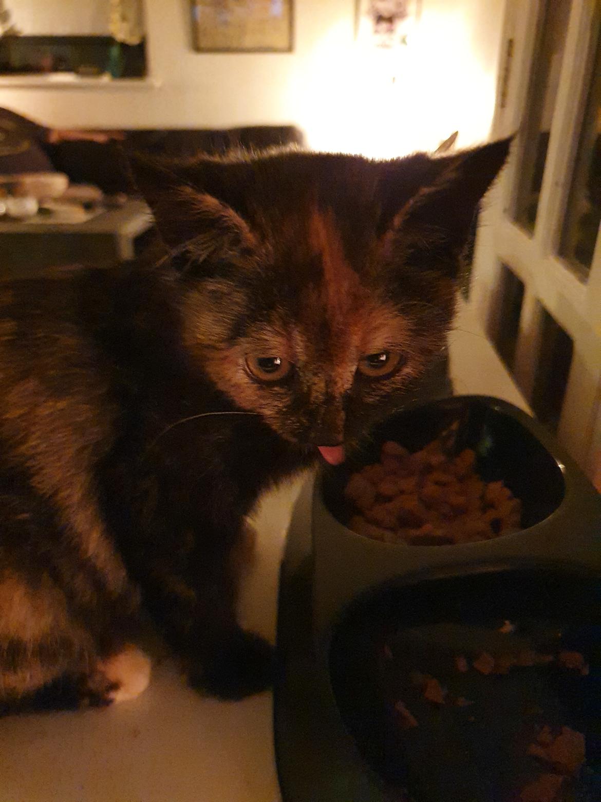 Huskat Sonja billede 1