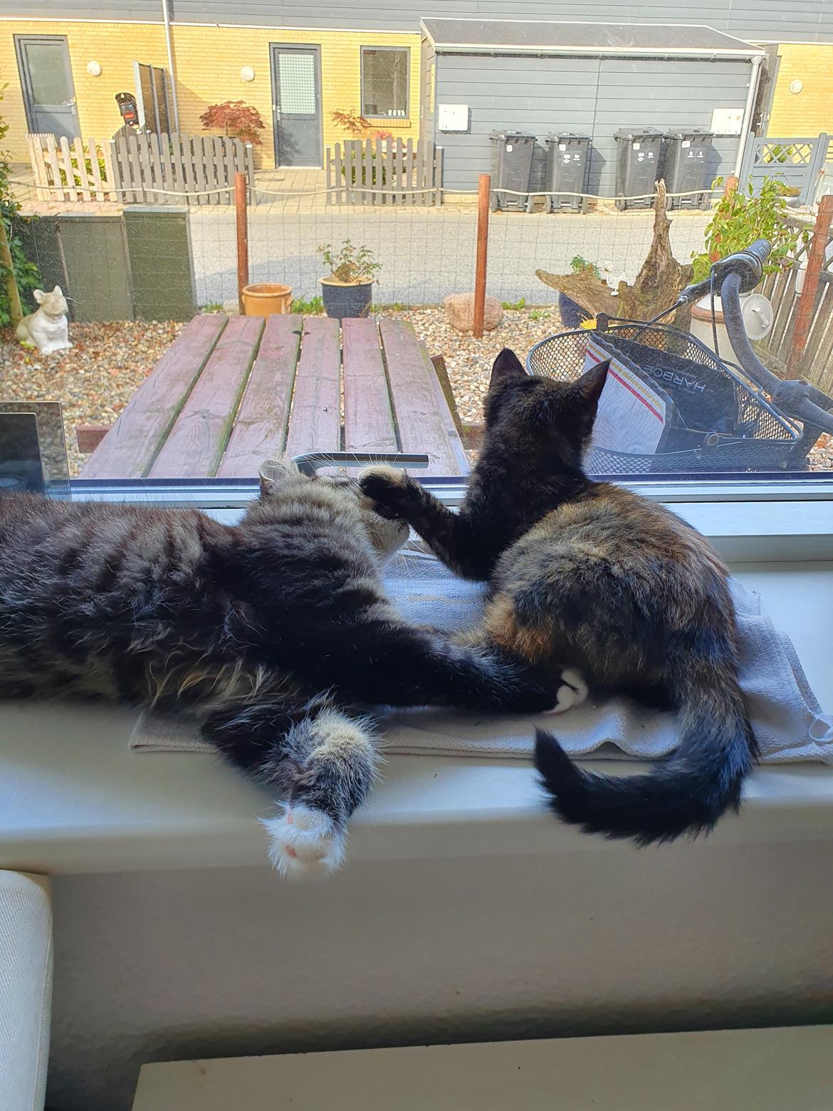 Huskat Sonja billede 3