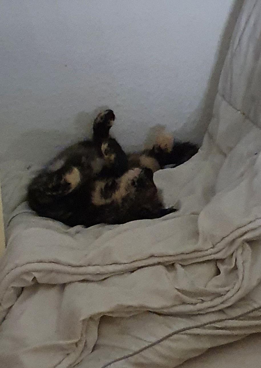 Huskat Sonja billede 5