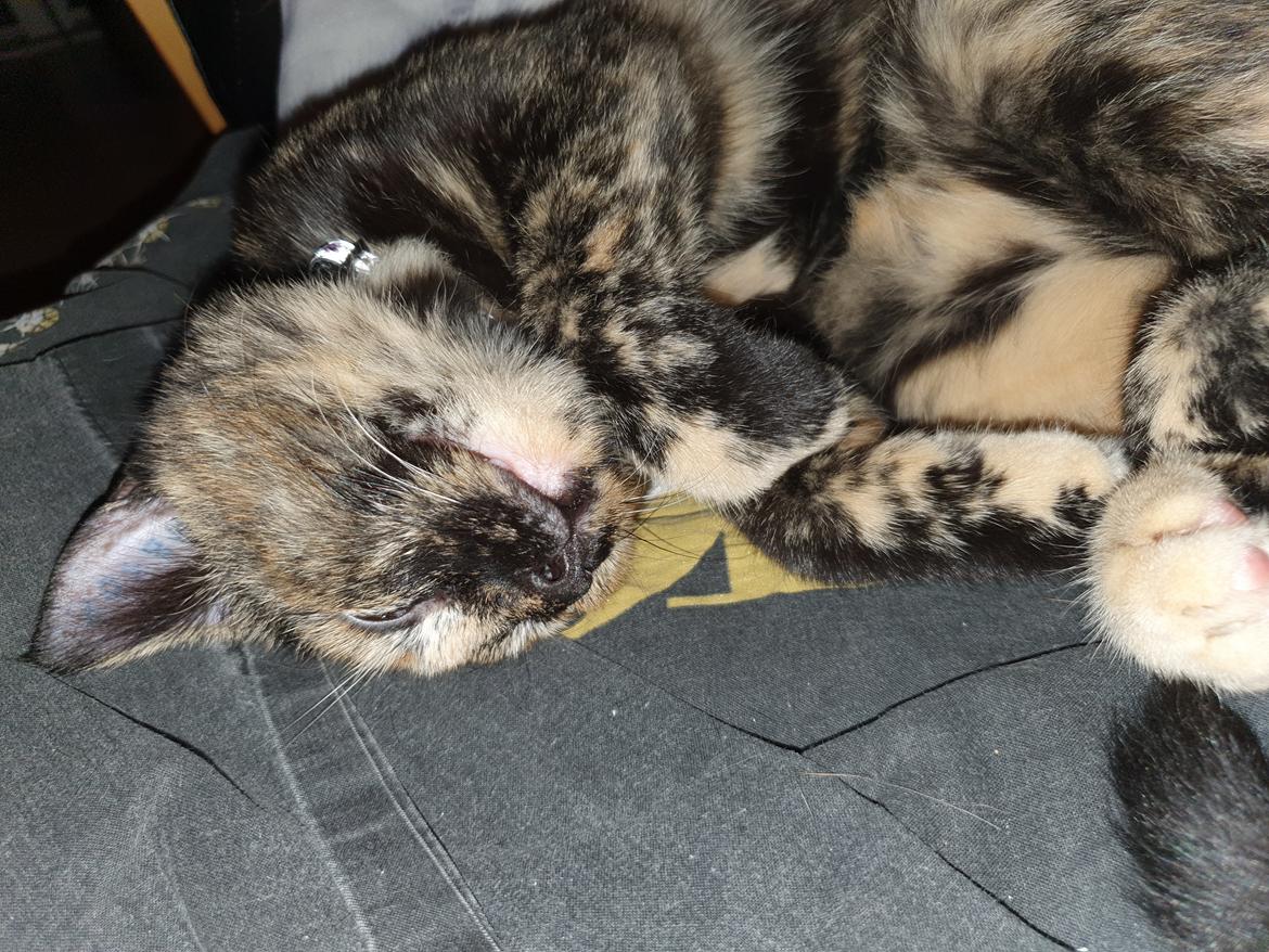 Huskat Sonja billede 8