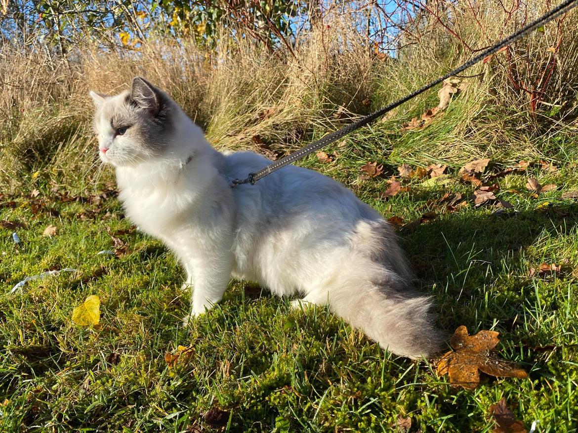Ragdoll S*Gunbertus Flora billede 3