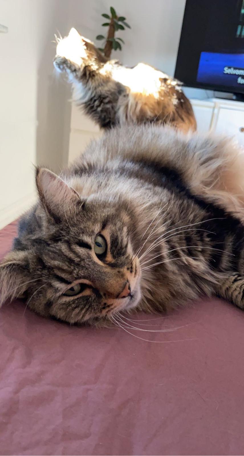 Blanding af racer Hannibal billede 21