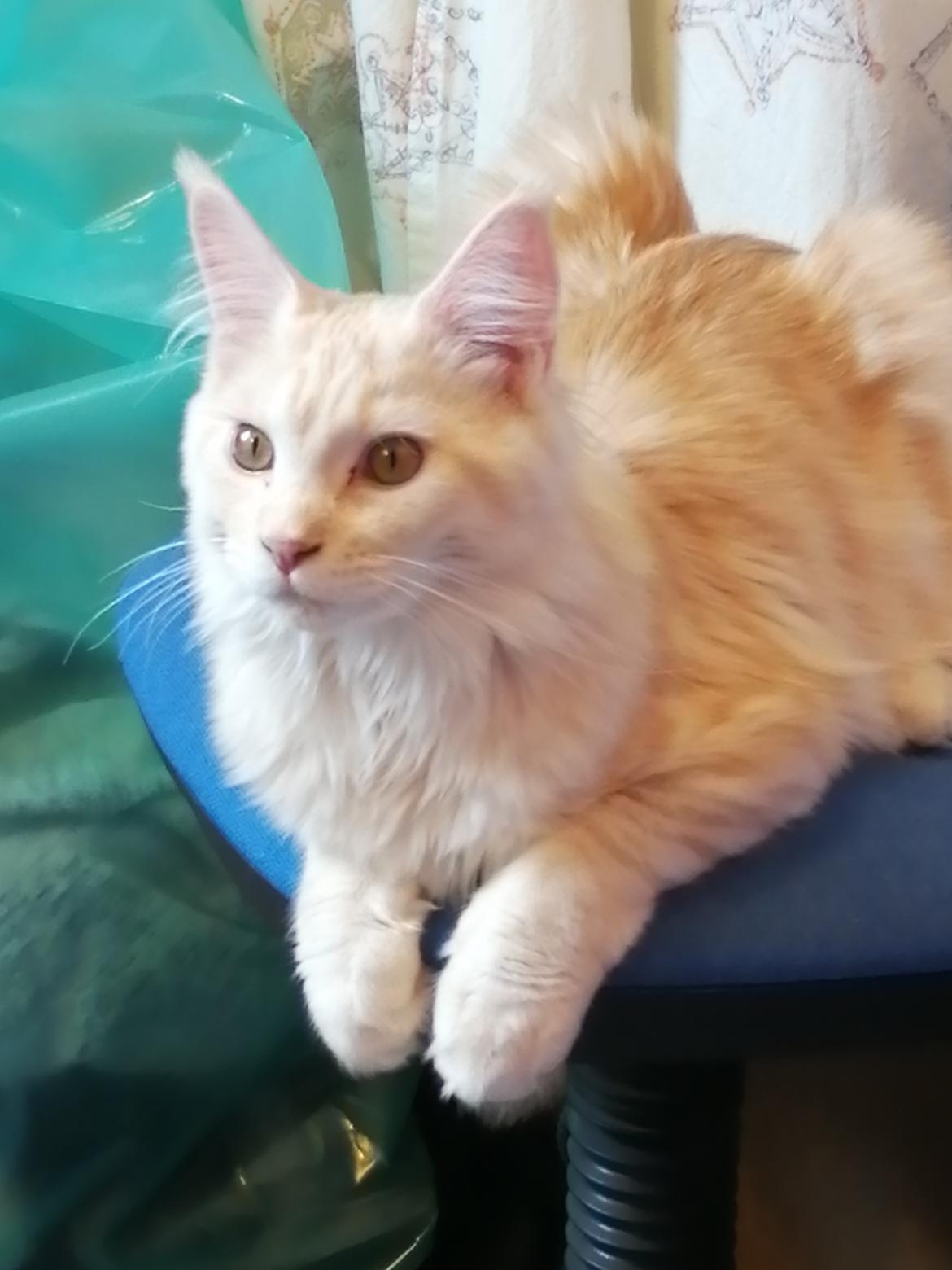 Maine Coon Blackangel Pippi Langstrømpe billede 15