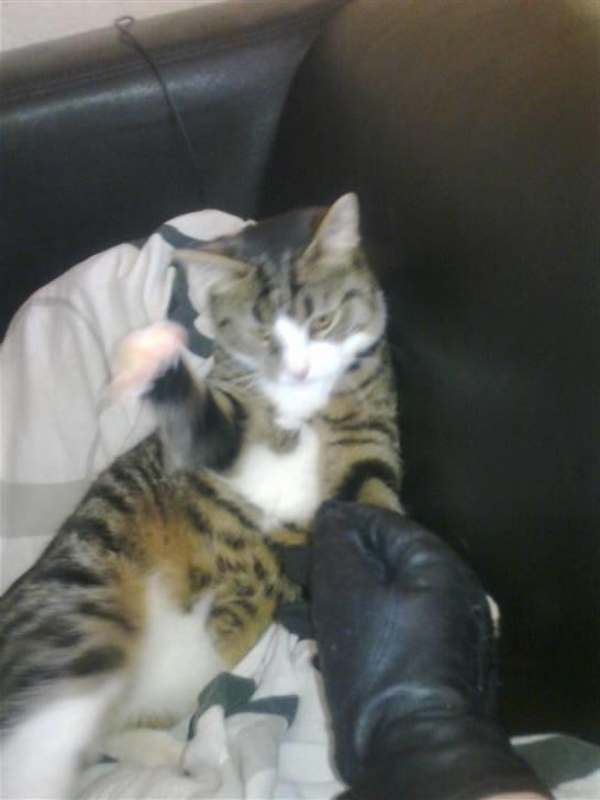 Blanding af racer laban - springer på mors hånd billede 7