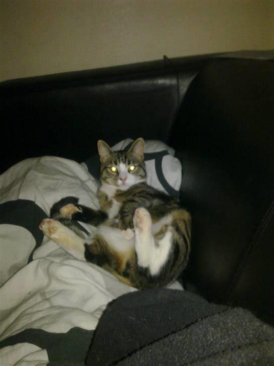 Blanding af racer laban billede 9