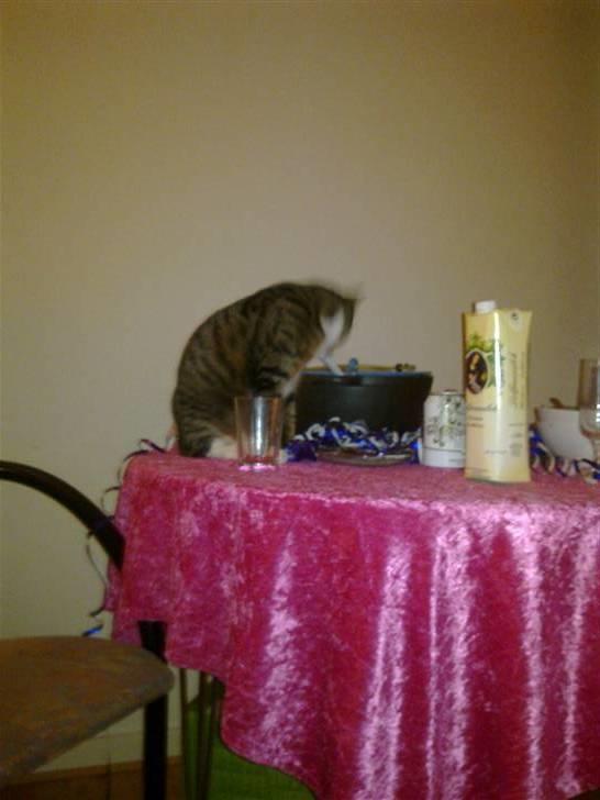 Blanding af racer laban - nytårs aften. hva er dog det der ligger på bordet mor? billede 12