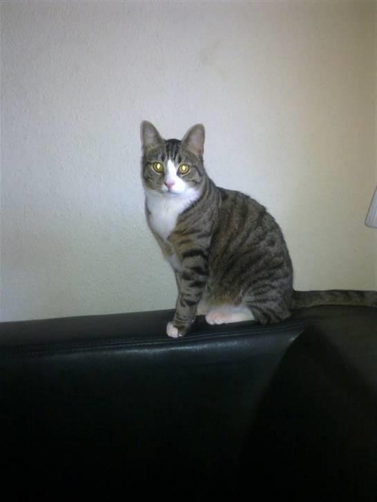 Blanding af racer laban - er jeg ikke flot mor  billede 11