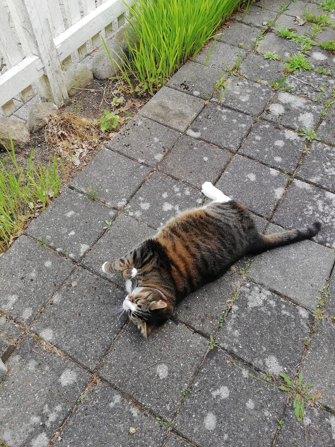 Blanding af racer laban billede 13