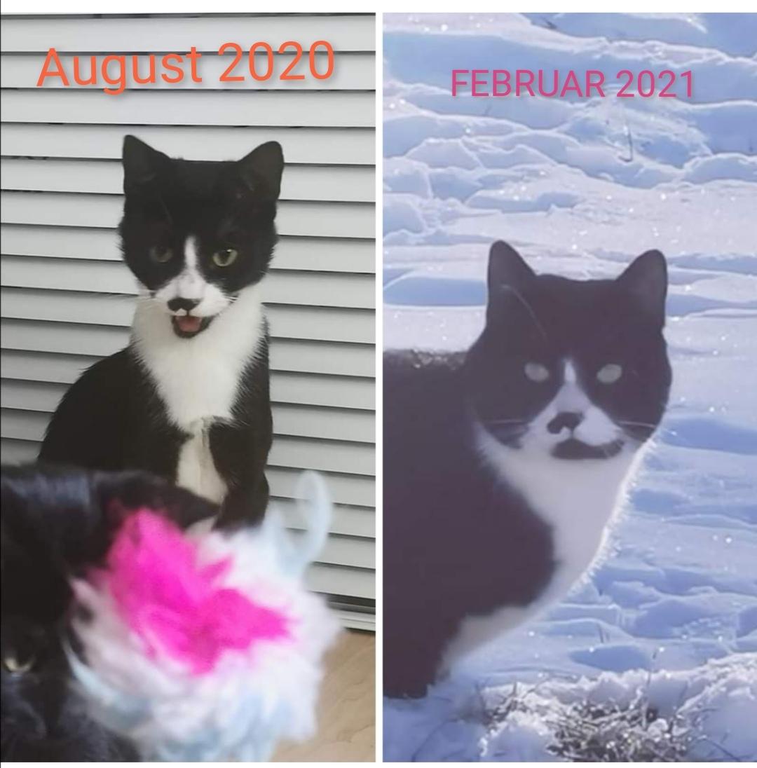 Huskat Tao billede 13