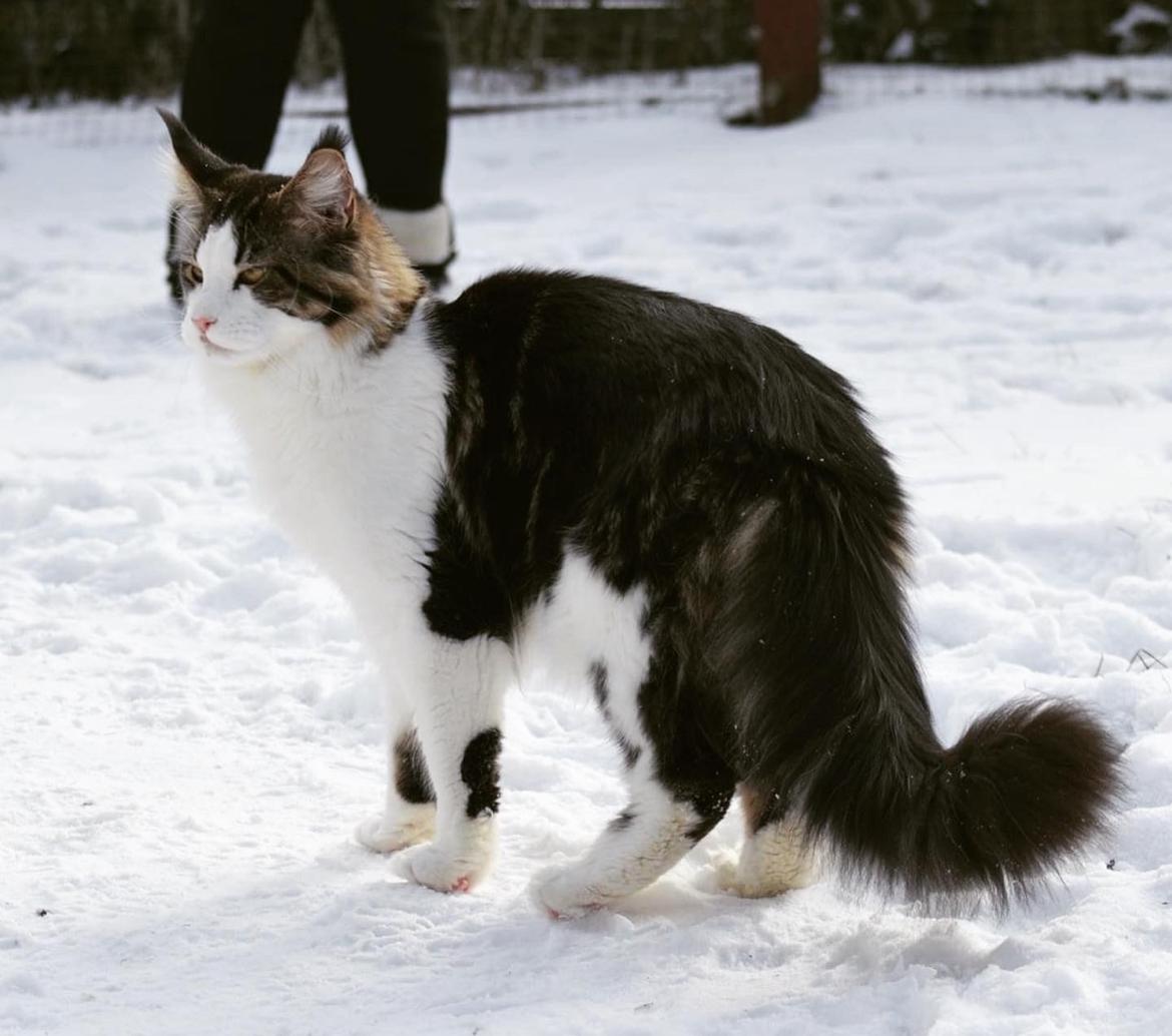 Maine Coon SE* Fortunas Fashion Amaretto billede 1