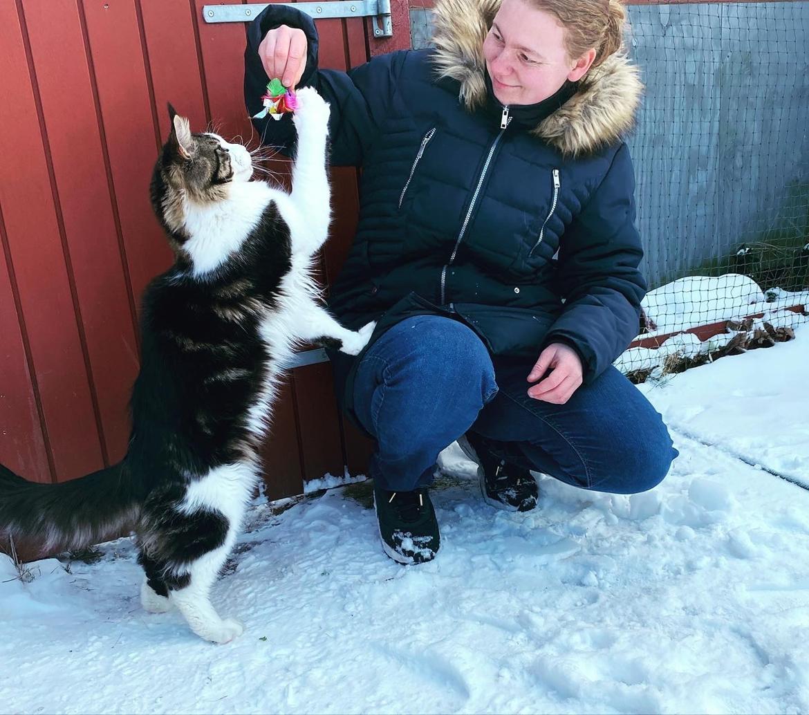 Maine Coon SE* Fortunas Fashion Amaretto billede 4