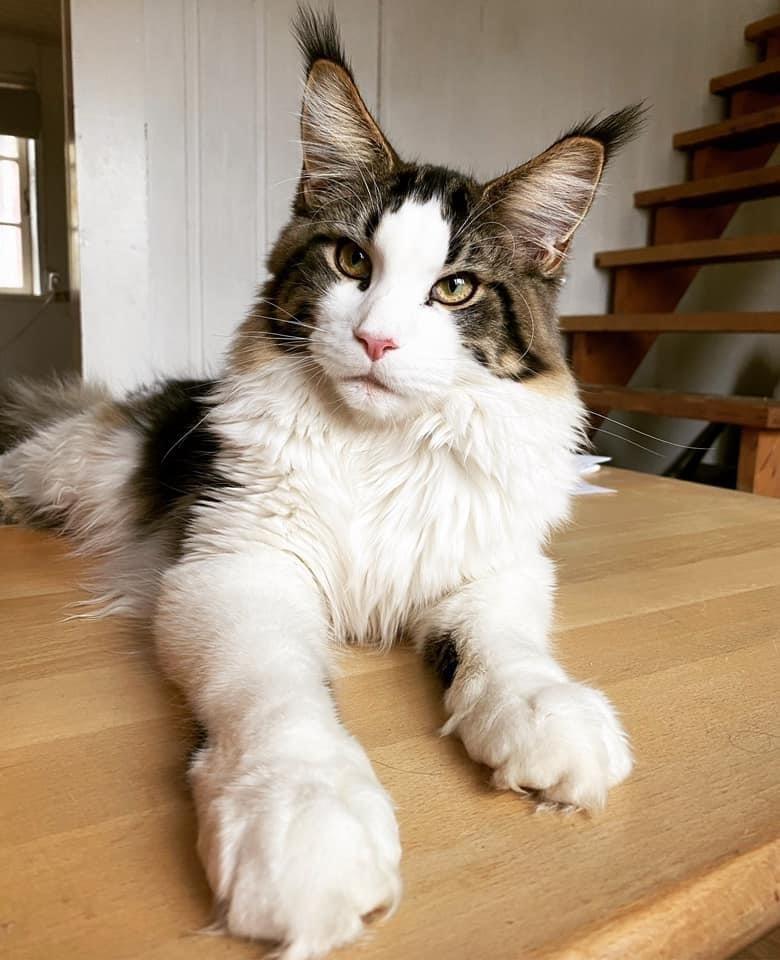 Maine Coon SE* Fortunas Fashion Amaretto billede 6