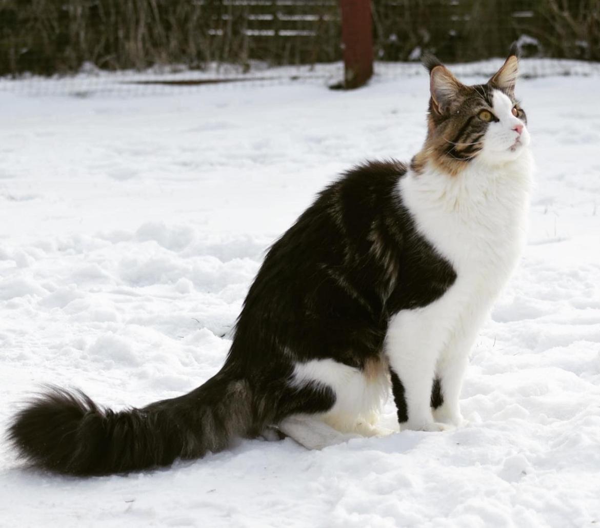 Maine Coon SE* Fortunas Fashion Amaretto billede 8