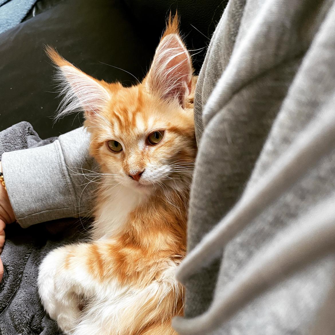 Maine Coon Drejers Miss Chloé  billede 2