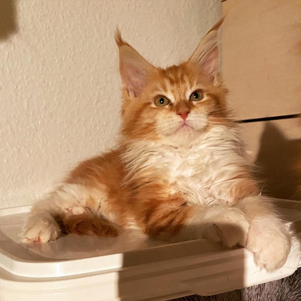 Maine Coon Drejers Miss Chloé  billede 5